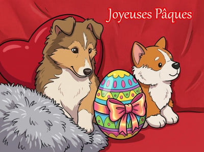 Les chiots de Shetland Sheepdog