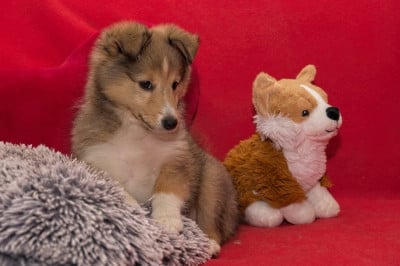Les chiots de Shetland Sheepdog