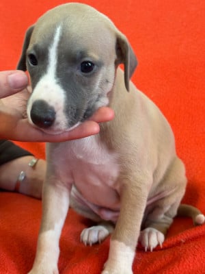 Les chiots de Whippet