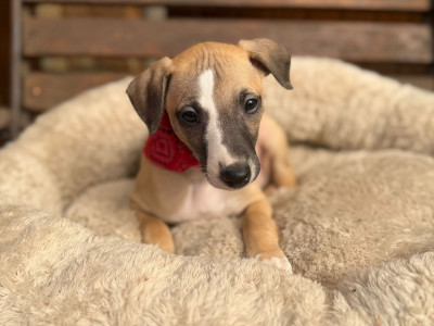 Les chiots de Whippet