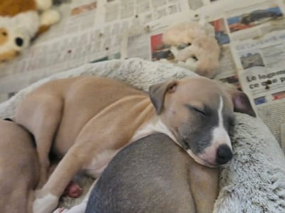 Les chiots de Whippet