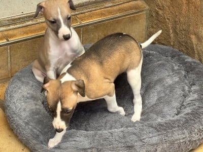 Les chiots de Whippet