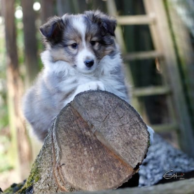 Les chiots de Shetland Sheepdog