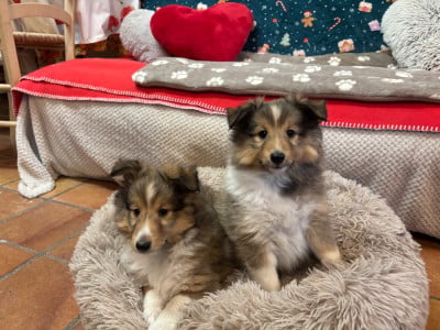 Les chiots de Shetland Sheepdog