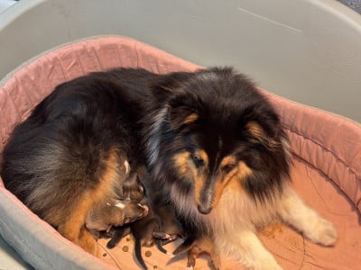 Les chiots de Shetland Sheepdog