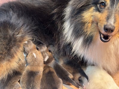 Les chiots de Shetland Sheepdog