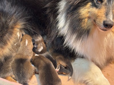 Les chiots de Shetland Sheepdog