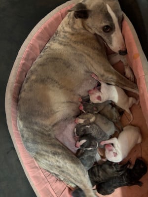 Les chiots de Whippet