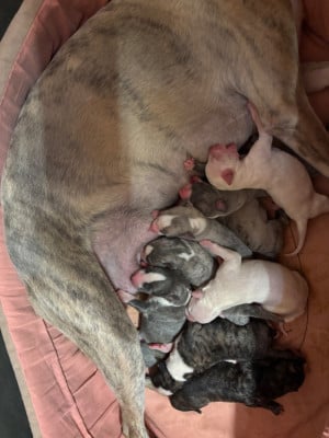 Les chiots de Whippet