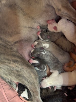 Les chiots de Whippet