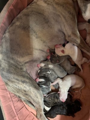Les chiots de Whippet