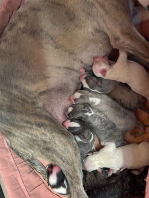 Les chiots de Whippet