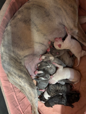 Les chiots de Whippet