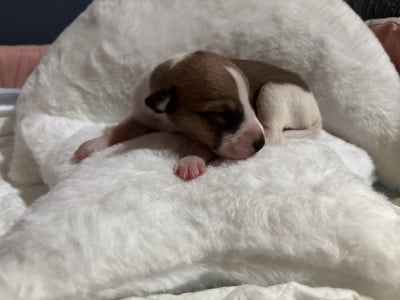 Les chiots de Whippet