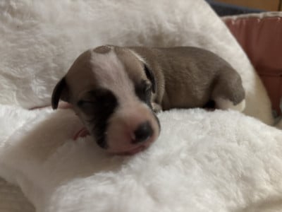 Les chiots de Whippet