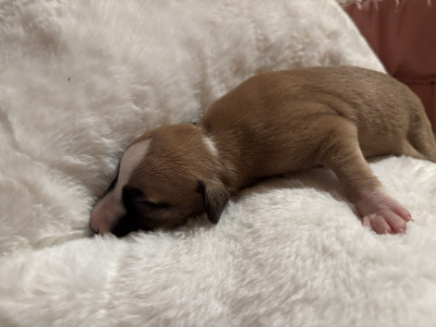 Les chiots de Whippet