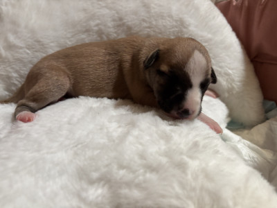 Les chiots de Whippet
