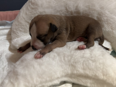Les chiots de Whippet
