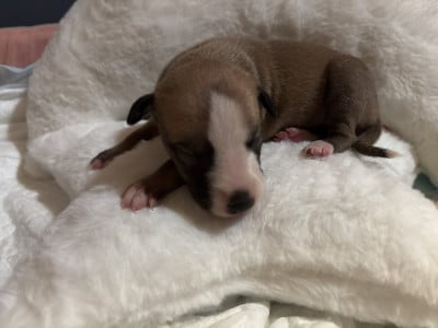 Les chiots de Whippet