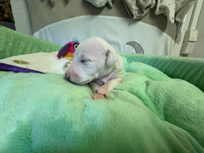 Les chiots de Whippet