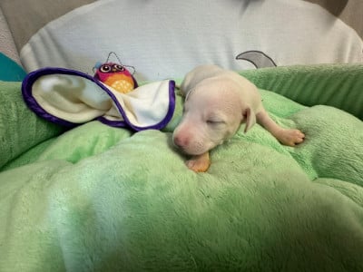 Les chiots de Whippet