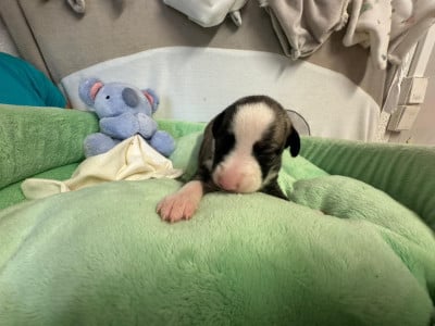 Les chiots de Whippet