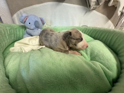 Les chiots de Whippet