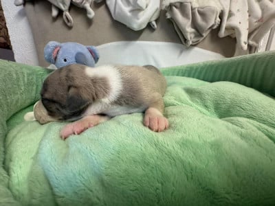 Les chiots de Whippet