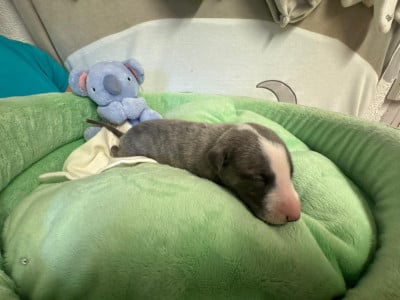 Les chiots de Whippet