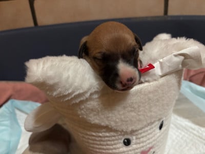 Les chiots de Whippet