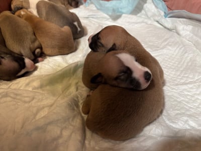 Les chiots de Whippet