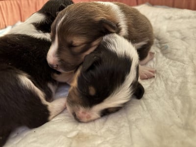 Les chiots de Shetland Sheepdog