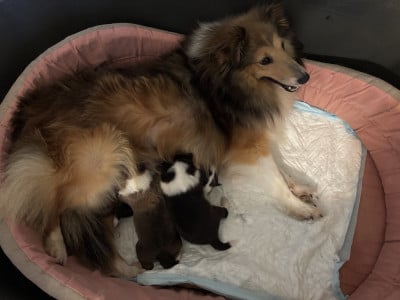 Bonie Gold - Shetland Sheepdog