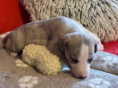Les chiots de Whippet