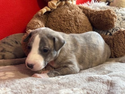 Les chiots de Whippet