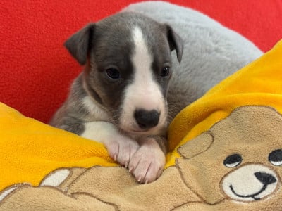 Les chiots de Whippet