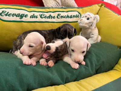Les chiots de Whippet