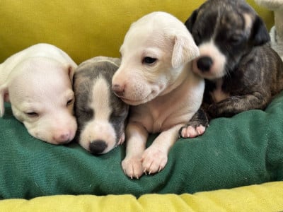 Les chiots de Whippet