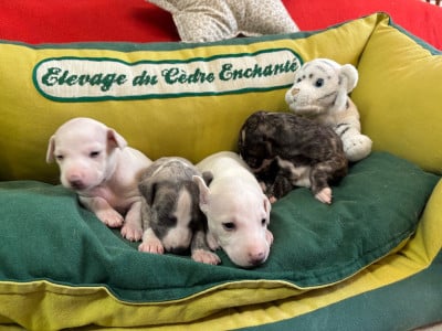 Les chiots de Whippet