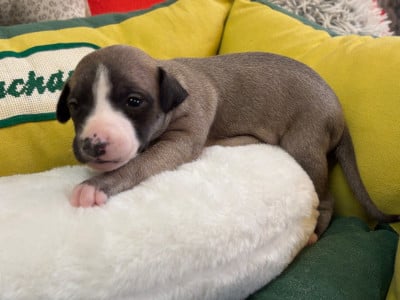 Les chiots de Whippet