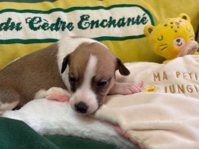 Les chiots de Whippet