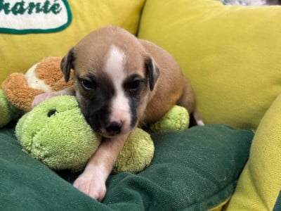 Les chiots de Whippet