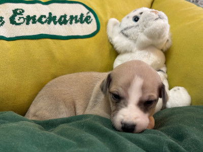 Les chiots de Whippet