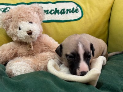 Les chiots de Whippet