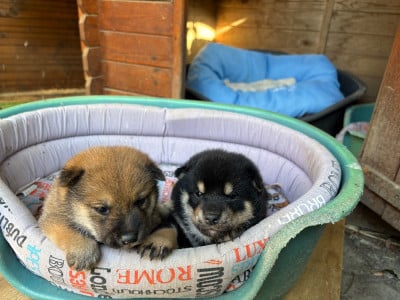 Bunji d or - Shiba