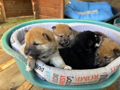 Bonzai - Shiba