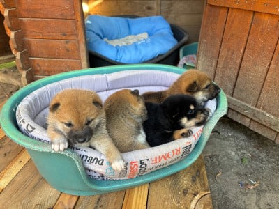 Les chiots de Shiba