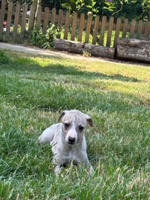 Bowie - Whippet