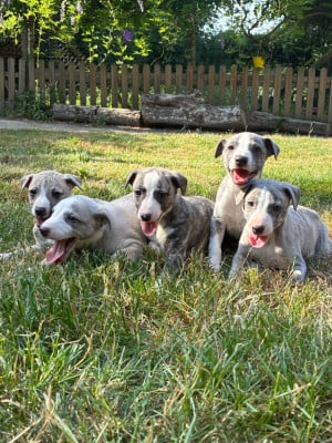 Brooklyn - Whippet