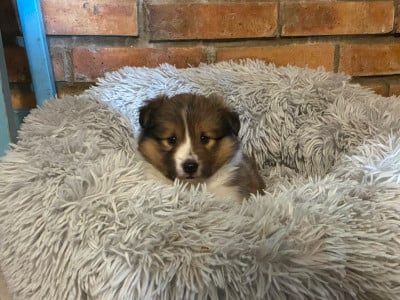 Les chiots de Shetland Sheepdog